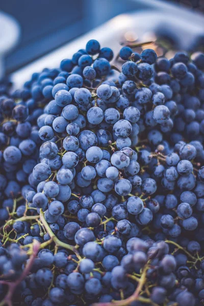 Blue Vine Grapes Grapes Making Red Wine Harvesting Crate Detailed — стоковое фото