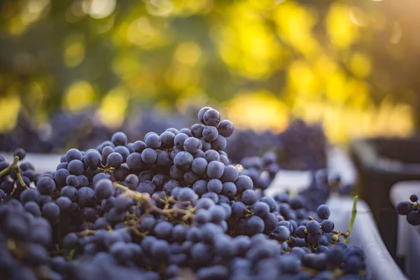 Blue Vine Grapes Grapes Making Red Wine Harvesting Crate Detailed — Foto Stock