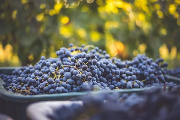 Blue Vine Grapes Grapes Making Red Wine Harvesting Crate Detailed — Fotografia de Stock