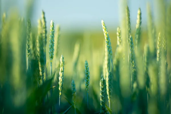 Campo Trigo Orelhas Trigo Dourado Fecham Cenário Rural Sob Luz Imagem De Stock