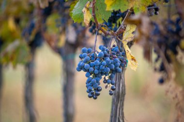 Üzüm bağındaki mavi üzümler. Hasatta kırmızı şarap yapmak için Cabernet Franc üzümleri. Macaristan 'da sonbaharda bir üzüm bağındaki donmuş üzüm üzümlerinin ayrıntılı görüntüsü