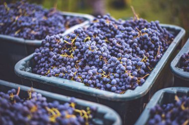 Mavi üzümler. Hasat sandığında kırmızı şarap yapmak için üzüm. Macaristan 'da sonbaharda üzüm bağındaki üzüm bağlarının detaylı görüntüsü