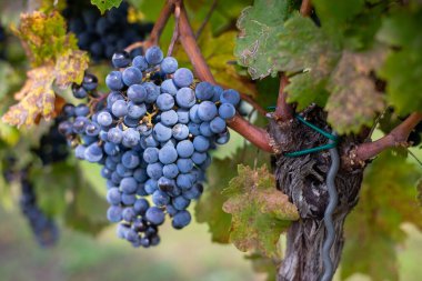 Üzüm bağındaki mavi üzümler. Hasatta kırmızı şarap yapmak için Cabernet Franc üzümleri. Macaristan 'da sonbaharda bir üzüm bağındaki donmuş üzüm üzümlerinin ayrıntılı görüntüsü
