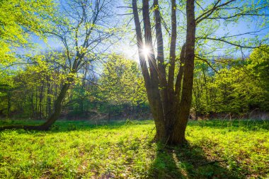 İlkbahar yeşil yaprakları ve ormanda güneş ışığı. Macaristan 'da tatil