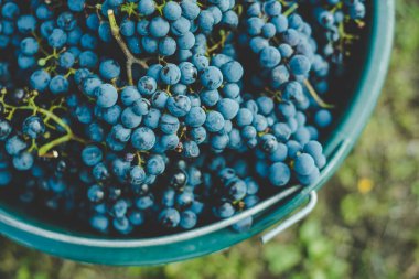 Üzüm bağındaki toplanma sırasında bir kova üzüm. Hasat mevsiminde sandıktaki üzümlerin adı Cabernet Franc Franc üzümleri.