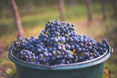 Üzüm bağındaki toplanma sırasında bir kova üzüm. Hasat mevsiminde sandıktaki üzümlerin adı Cabernet Franc Franc üzümleri.
