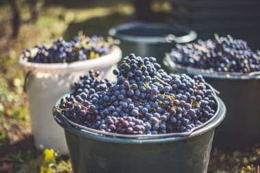 Üzüm bağındaki toplanma sırasında bir kova üzüm. Hasat mevsiminde sandıktaki üzümlerin adı Cabernet Franc Franc üzümleri.