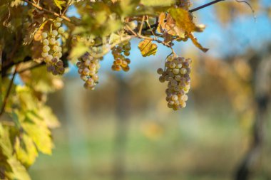 Zengin üzüm hasadı. Asma üzümlü yeşil Riesling üzümleri üzüm bağında hasat için hazır. Pannonhalma Şarap Bölgesi, Macaristan