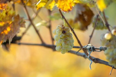 Zengin üzüm hasadı. Asma üzümlü yeşil Riesling üzümleri üzüm bağında hasat için hazır. Pannonhalma Şarap Bölgesi, Macaristan