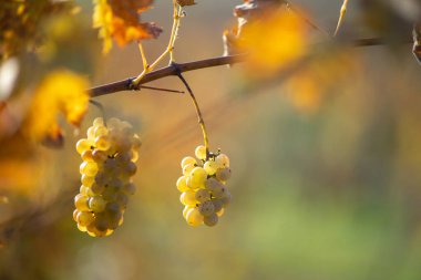 Zengin üzüm hasadı. Asma üzümlü yeşil Riesling üzümleri üzüm bağında hasat için hazır. Pannonhalma Şarap Bölgesi, Macaristan