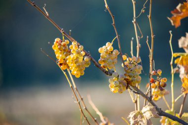 Zengin üzüm hasadı. Asma üzümlü yeşil Riesling üzümleri üzüm bağında hasat için hazır. Pannonhalma Şarap Bölgesi, Macaristan