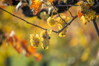 Zengin üzüm hasadı. Asma üzümlü yeşil Riesling üzümleri üzüm bağında hasat için hazır. Pannonhalma Şarap Bölgesi, Macaristan