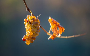 Zengin üzüm hasadı. Asma üzümlü yeşil Riesling üzümleri üzüm bağında hasat için hazır. Pannonhalma Şarap Bölgesi, Macaristan