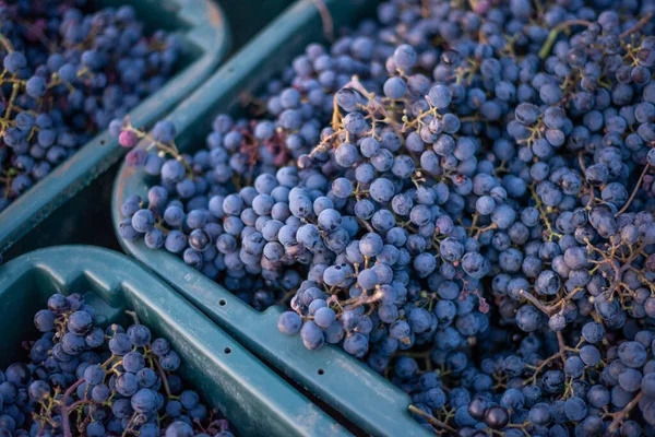 Uvas Vid Azul Uvas Para Elaboración Vino Tinto Caja Cosecha —  Fotos de Stock