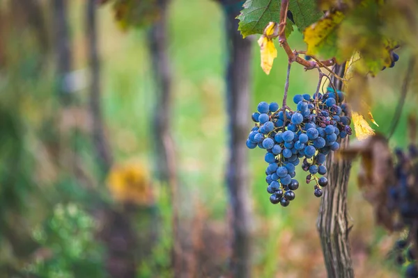 Blue Vine Grapes Vineyard Cabernet Franc Grapes Making Red Wine — Fotografia de Stock