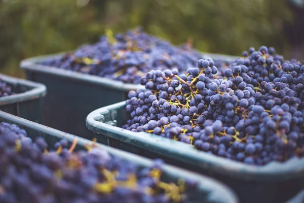 ブルーブドウだ 収穫中の赤ワインを作るためのブドウ ハンガリー 秋のブドウ畑のブドウ畑の詳細ビュー — ストック写真