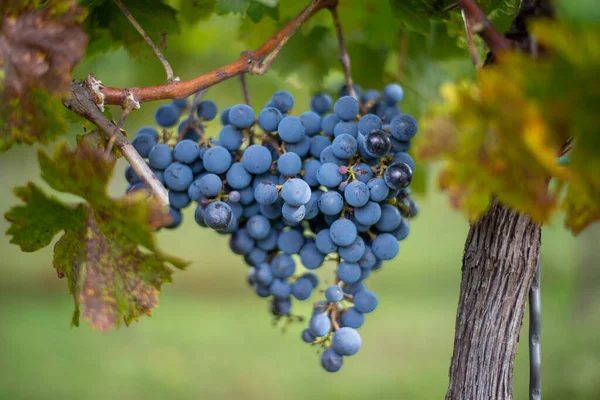 Blue Vine Grapes Vineyard Cabernet Franc Grapes Making Red Wine — Foto Stock