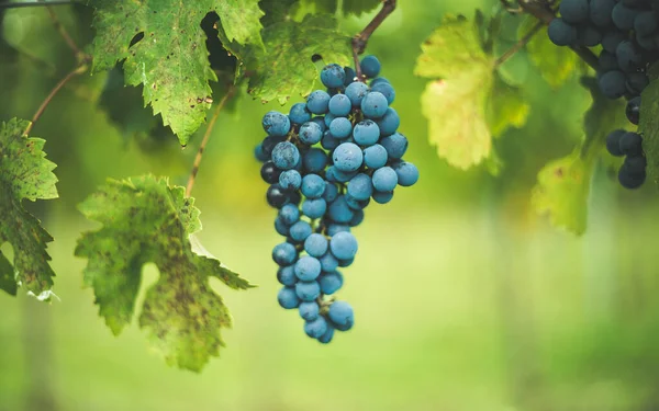 Blue Vine Grapes Vineyard Cabernet Franc Grapes Making Red Wine — Stock Photo, Image