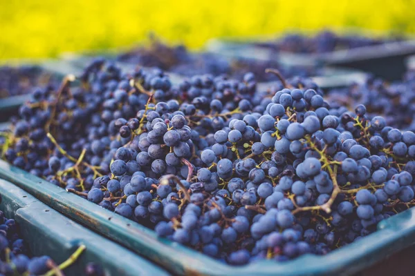 Blue Vine Grapes Grapes Making Red Wine Harvesting Crate Detailed — стоковое фото