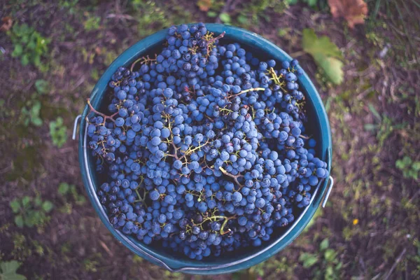 Üzüm bağındaki toplanma sırasında bir kova üzüm. Hasat mevsiminde sandıktaki üzümlerin adı Cabernet Franc Franc üzümleri.