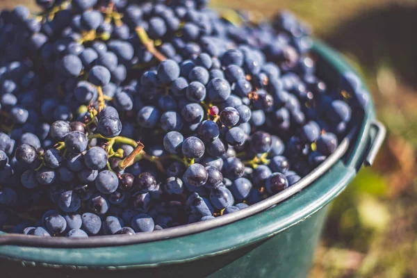 Bucket Grapes Picking Vineyard Name Cabernet Franc Vine Grapes Crate — Foto Stock