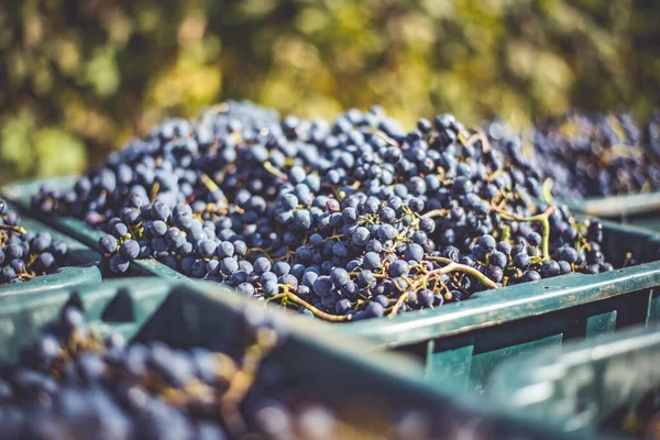 Blue Vine Grapes Grapes Making Red Wine Harvesting Crate Detailed — Foto Stock