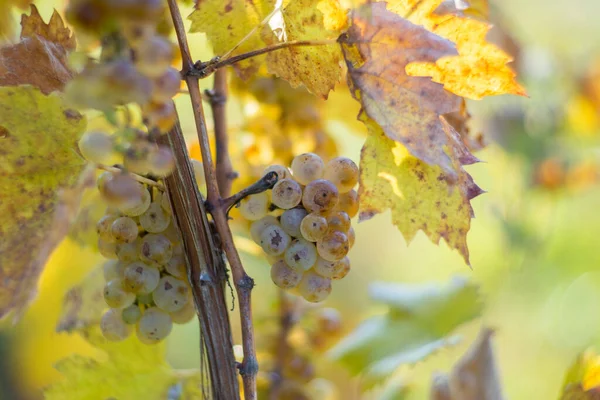 Reiche Weinlese Grüne Riesling Trauben Der Weinrebe Bereit Für Die — Stockfoto