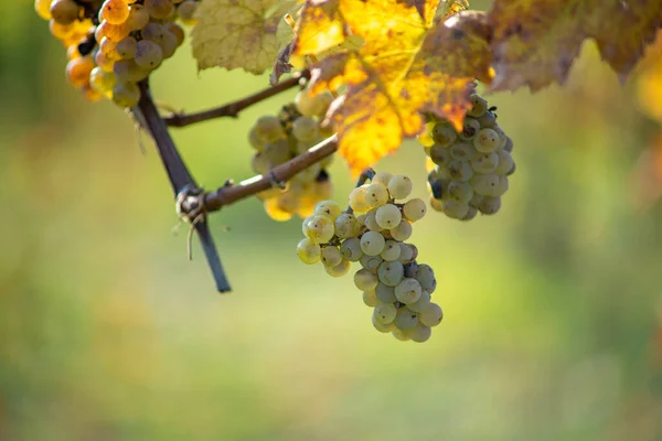 Rich Grape Harvest Green Riesling Grapes Vine Ready Harvest Vineyard — Zdjęcie stockowe
