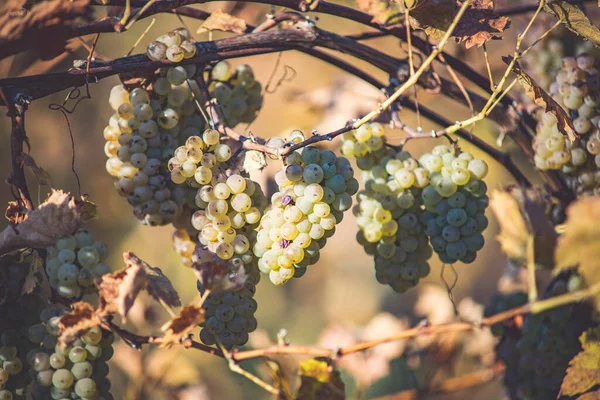 Rich Grape Harvest Green Riesling Grapes Vine Ready Harvest Vineyard — Stockfoto