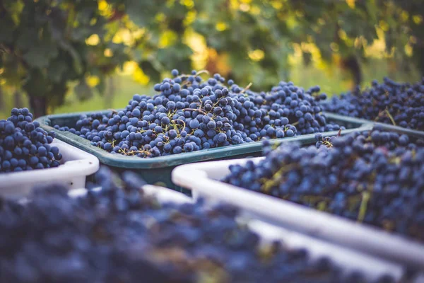 Blue Vine Grapes Grapes Making Red Wine Harvesting Crate Detailed Fotografia De Stock