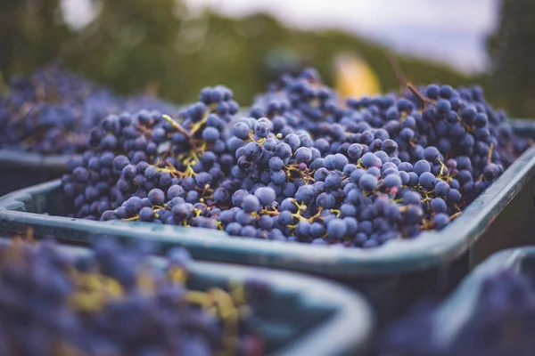 Blue Vine Grapes Grapes Making Red Wine Harvesting Crate Detailed Images De Stock Libres De Droits