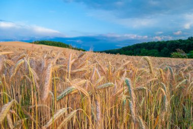 Mavi gökyüzüne karşı buğday tarlası. Altın buğdayın makro görüntüsü, bulut ların silueti ile mavi gökyüzünün altında nitrek dir. Tarım ve hasat konsepti.
