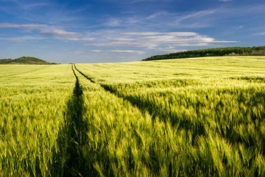 Yaz aylarında yol ve mavi gökyüzü ile buğday tarlası manzara, Macaristan