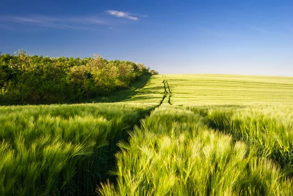 Paisagem Campo Trigo Com Caminho Céu Azul Verão Hungria Imagem De Stock