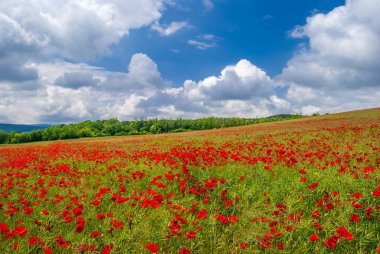 Yazın mavi bulutlu gökyüzü ile haşhaş tarlası