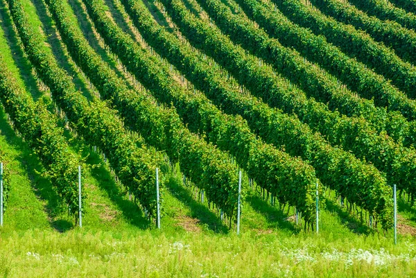 Wijnstokken Een Rij Wijngaard Landschap Zomer Pannonhalma Wijngebied Hongarije — Stockfoto
