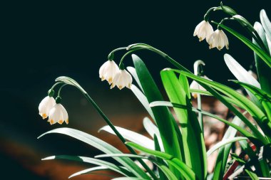 Kar damlası çiçeği aynada yatıyor.