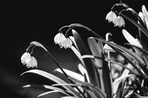 Die Schneeglöckchen Blume Liegt Auf Dem Spiegel — Stockfoto