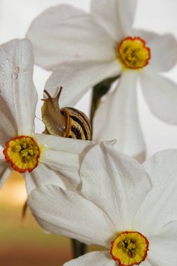 Salyangoz, üç nergis arasında bir sapın üzerinde oturur.