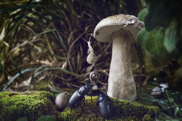 Escargot Essaie Échapper Des Coléoptères — Photo