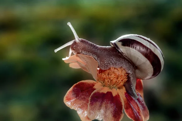 The snail climbed on the flower to watch the sun rise