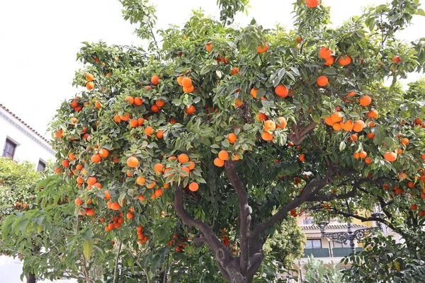Pomarańcze Rosnące Drzewie Placu Esteponie Hiszpanii — Zdjęcie stockowe