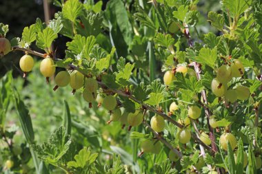 İngiliz bahçesindeki bir daldan sarkan bektaşi üzümü sırasına yakın.