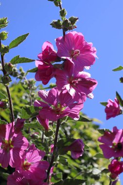 Arka plan olarak açık mavi gökyüzü olan alçak bir açıdan çekilmiş bir gülgülhok çiçeği.