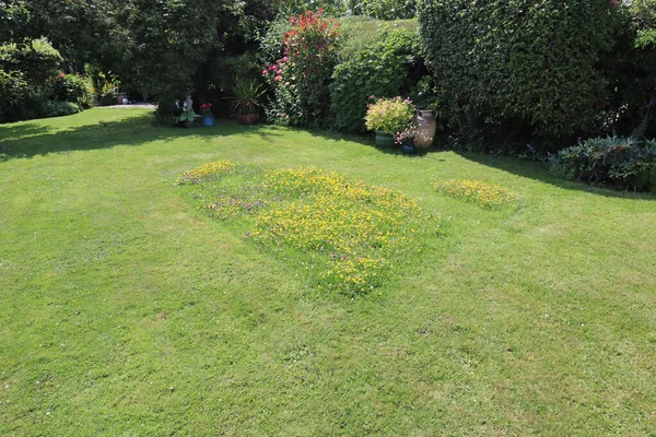 Weeds and wildflowers are allowed to grow in a section of a lawn in order to encourage insects and bees