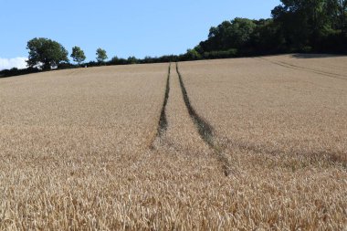 Traktör Somerset, İngiltere 'de Kilve yakınlarındaki bir yamaçtaki buğday tarlasında yol alıyor..