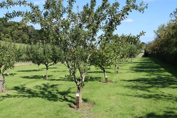 Lines of apple trees in an orchard in Dunster in Somerset,England