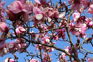 Manolya ağacının güzel pembe çiçekleri ilk olarak Mart ayında ortaya çıkar. Gökyüzü açık ve mavi arkaplanda