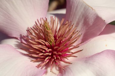 Baharda yeni açılan bir manolya çiçeğinin kapanışı.