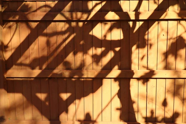 Güneşli bir bahar gününde, bahçe çitlerinde bir manolya ağacının gölgeleri.